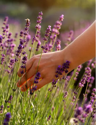 Sachet with natural fragrant lavender handmade